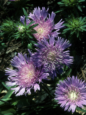 Stokesia laevis, Stokes' aster, fringed sky-blue flower over a native perennial clump.