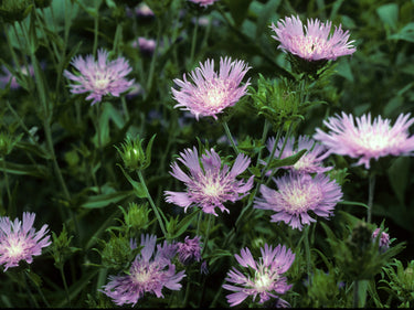 Stokesia laevis