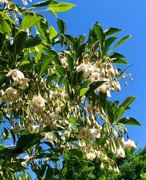 Styrax japonicus, Japanese snowbell, white bells hanging under a horizontal branch tier.