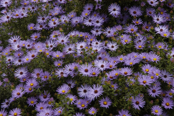 Aster oblongifolius 'Raydon's Favorite'