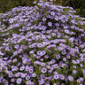 Aster oblongifolius 'Raydon's Favorite', aromatic aster, lavender-blue daisies with golden centers