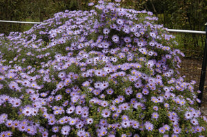 Aster oblongifolius 'Raydon's Favorite', aromatic aster, lavender-blue daisies with golden centers