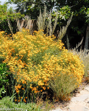 Tagetes lemmonii