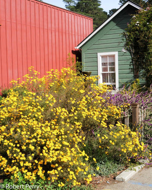 Tagetes lemmonii, Copper Canyon daisy, golden-yellow daisies on an aromatic fall shrub.