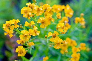 Tagetes lucida