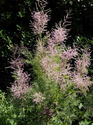 Tamarix ramosissima 'Rubra', pink salt cedar, feathery rosy-pink plumes on airy silver-green branches.