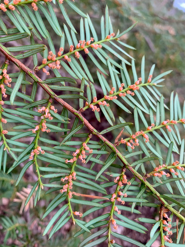 Taxus floridana