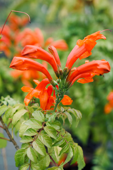 Tecomaria capensis