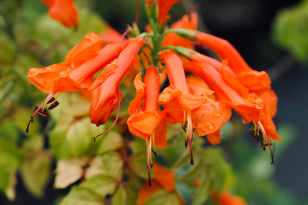 Tecomaria capensis