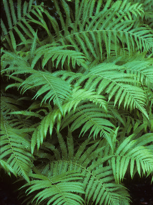 Thelypteris kunthii, southern shield fern, arching sea-green fronds in a shaded planting.