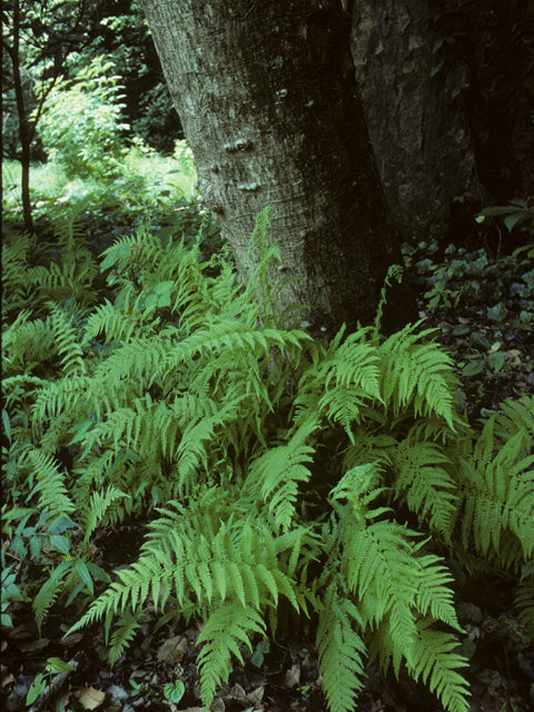 Thelypteris noveboracensis