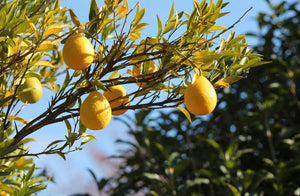 Thomasville citrangequat, cold-hardy citrus, yellow-orange egg-shaped fruit on the tree.
