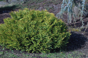Thujopsis dolabrata 'Nana', dwarf hiba cedar, hatchet-shaped glossy foliage sprays.