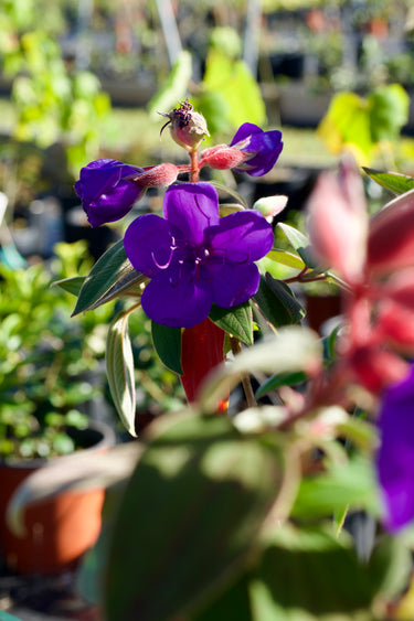 Tibouchina urvilleana purple flowering plant in bloom