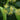 Tilia americana American Basswood tree with summer flowers