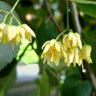 Tilia americana American Basswood tree with summer flowers