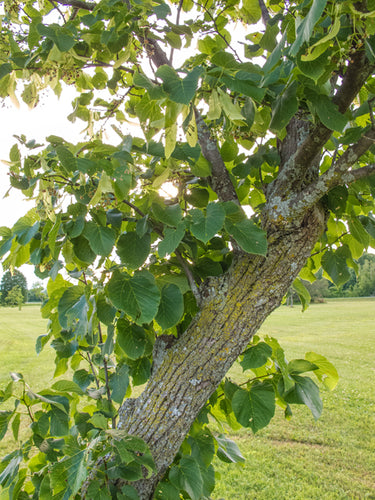 Tilia americana American Basswood tree with summer flowers