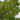 Tilia americana American Basswood tree with summer flowers