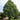 Tilia americana American Basswood tree with summer flowers