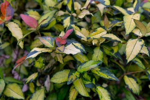 Trachelospermum asiaticum 'Ogon Nishiki'