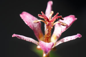 Tricyrtis formosana toad lily, waxy white flower spotted deep purple