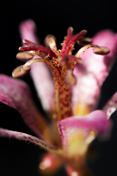 Spotted Toad Lily flower with deep purple stamen in shade