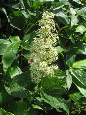 Tripterygium regelii Regel's threewingnut, foliage of a rambling climbing shrub