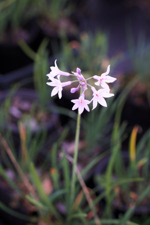 Tulbaghia violacea society garlic, lavender flower umbels above blue-green foliage
