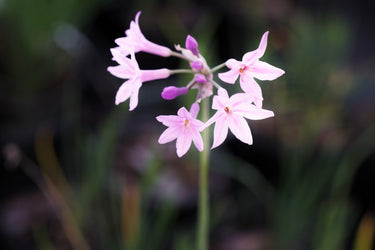 Tulbaghia violacea Society Garlic with lavender flowers