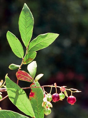 Vaccinium stamineum deerberry, native shrub with open bell flowers and glaucous foliage