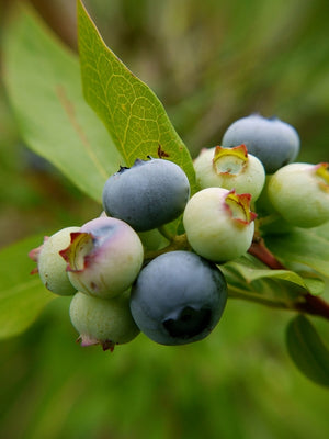 Blueberry shrub with ripe blue berries and green foliage