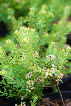 Vaccinium darrowii 'John Blue' native evergreen blueberry with glaucous blue-green foliage