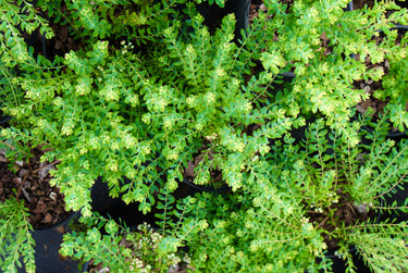 Vaccinium darrowi 'John Blue'