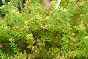 Vaccinium darrowii 'Sebring' native evergreen blueberry with very small green leaves