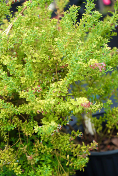 Vaccinium darrowii 'Sebring'