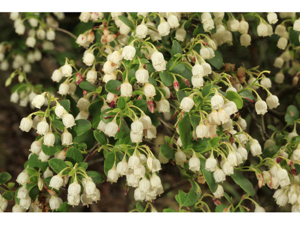 Vaccinium arboreum