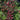 Vaccinium arboreum native sparkleberry shrub in bloom