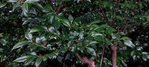 Vaccinium bracteatum