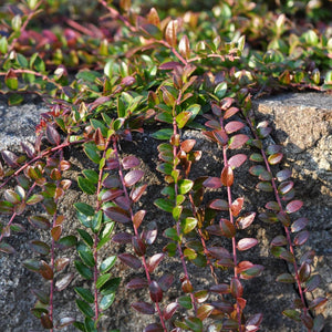 Vaccinium crassifolium ‘Bloodstone’