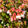 Vaccinium myrsinites native blueberry shrub with berries