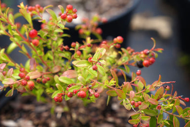 Vaccinium myrsinites