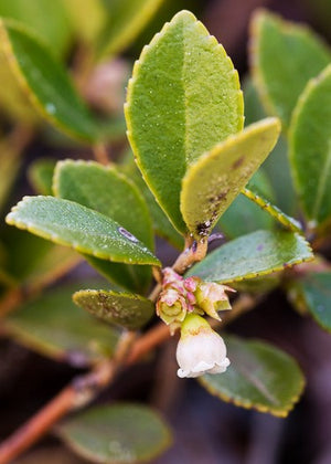 Vaccinium sempervirens Rayner's blueberry, rare evergreen native with glossy leaves