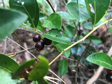 Vaccinium sempervirens