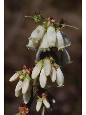 Vaccinium tenellum small black blueberry, native shrub with ripe dark berries