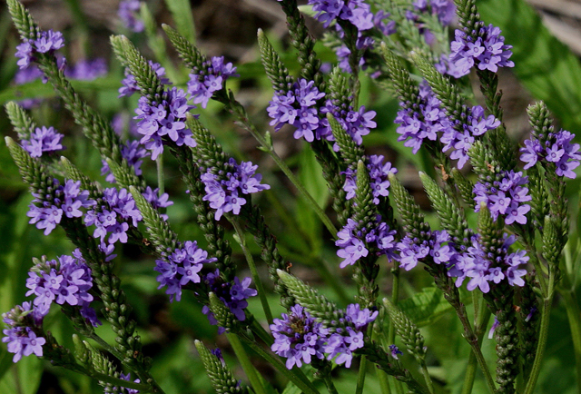 Verbena hastata