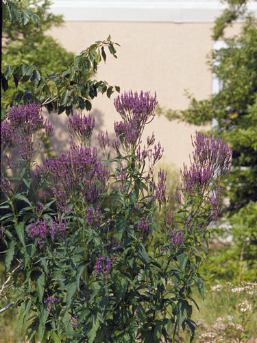 Verbena hastata