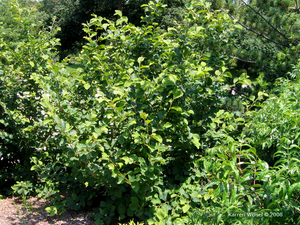 Hamamelis vernalis