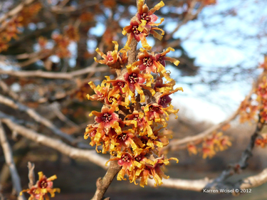 Hamamelis vernalis