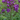 Vernonia noveboracensis, New York ironweed, showing clusters of deep purple flowers on tall upright stems.