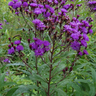 Vernonia noveboracensis, New York ironweed, showing clusters of deep purple flowers on tall upright stems.